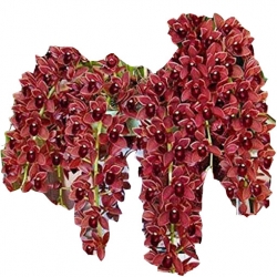 Nasiona Orchidea ciemnoczerwona zwisła szt.5 N316