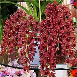 Nasiona Orchidea bordo zwisła szt.5 Nxx316