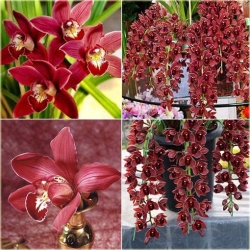 Nasiona Orchidea bordo zwisła szt.5 Nxx316