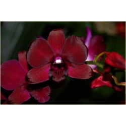 Nasiona Orchidea bordo zwisła szt.5 Nxx316