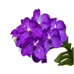 Nasiona Orchidea fioletowa szt.5 N309