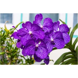 Nasiona Orchidea fioletowa szt.5 Nxx309