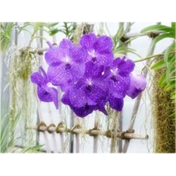 Nasiona Orchidea fioletowa szt.5 Nxx309