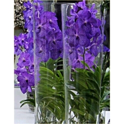 Nasiona Orchidea fioletowa szt.5 Nxx309