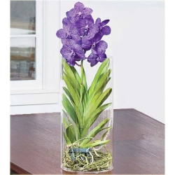 Nasiona Orchidea fioletowa szt.5 Nxx309