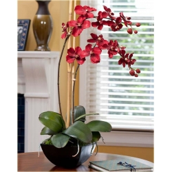 Nasiona Orchidea krwistoczerwona szt.5 Nxx329