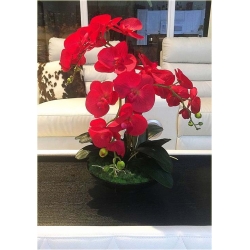 Nasiona Orchidea krwistoczerwona szt.5 Nxx329