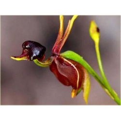 Nasiona Orchidea Latająca szt.5 Nxx313