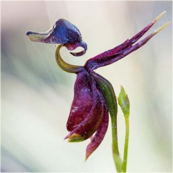 Nasiona Orchidea Latająca szt.5 Nxx313