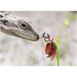 Nasiona Orchidea Latająca szt.5 Nxx313