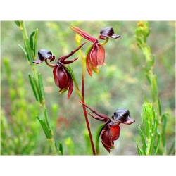 Nasiona Orchidea Latająca szt.5 Nxx313