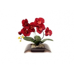 Nasiona Orchidea mini czerwona szt.4 N244