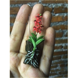 Nasiona Orchidea mini czerwona szt.4 Nxx244