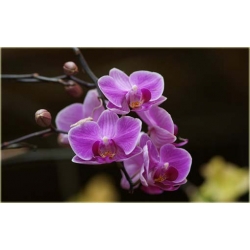 Nasiona Orchidea mini liliowa szt.4 Nxx241