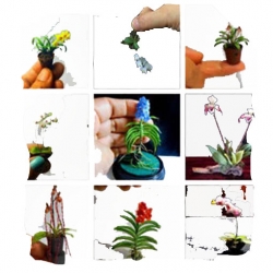 Nasiona Orchidea mini różowo-żółta szt.4 N243