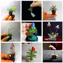 Nasiona Orchidea mini róż-żółta szt.4 Nxx243