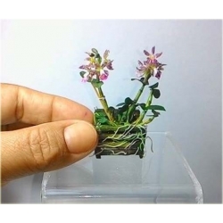 Nasiona Orchidea mini róż-żółta szt.4 Nxx243
