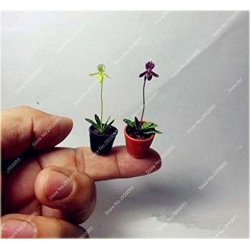 Nasiona Orchidea mini róż-żółta szt.4 Nxx243