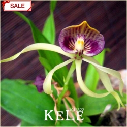 Nasiona Orchidea Ośmiornica szt.5 Nxx64