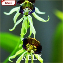 Nasiona Orchidea Ośmiornica szt.5 Nxx64