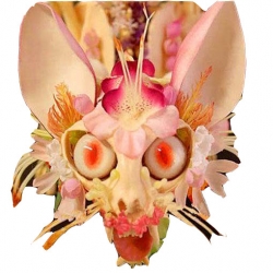 Nasiona Orchidea Twarz Małpy szt.5 N250