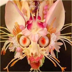 Nasiona Orchidea Twarz Małpy szt.5 Nxx250