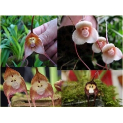 Nasiona Orchidea Twarz Małpy szt.5 Nxx250