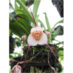 Nasiona Orchidea Twarz Małpy szt.5 Nxx250