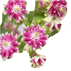 Nasiona Orlik pełny mix szt.0 N278