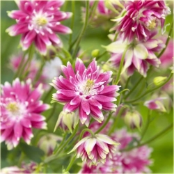 Nasiona Orlik pełny mix szt.10 Nxx278