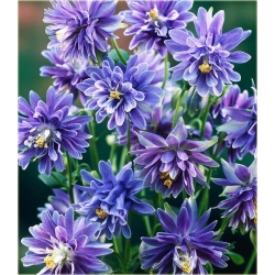 Nasiona Orlik pełny mix szt.10 Nxx278