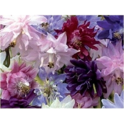 Nasiona Orlik pełny mix szt.10 Nxx278