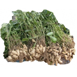 Nasiona Orzacha podziemna orzeszki ziemne fistaszki orzech arachidowy szt.5 N399