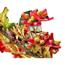 Orzech Pistacja pistacia jadalny, Pistacia nasiona ,Pistacia Pistache Pistachio seeds