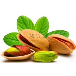 Orzech Pistacja pistacia jadalny, Pistacia nasiona ,Pistacia Pistache Pistachio seeds