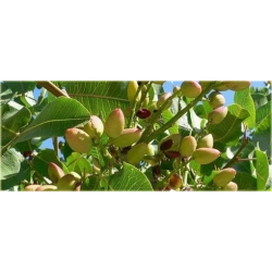 Orzech Pistacja pistacia jadalny, Pistacia nasiona ,Pistacia Pistache Pistachio seeds