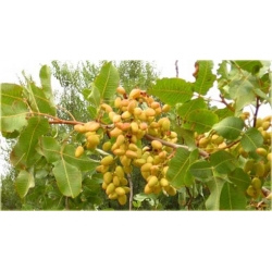 Orzech Pistacja pistacia jadalny, Pistacia nasiona ,Pistacia Pistache Pistachio seeds