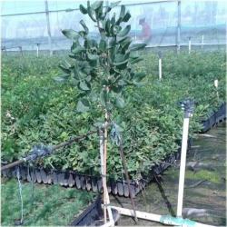 Orzech Pistacja pistacia jadalny, Pistacia nasiona ,Pistacia Pistache Pistachio seeds