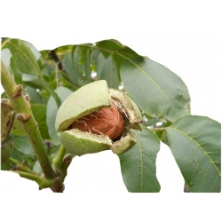 Nasiona Orzech włoski duży szt.2 N594