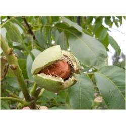 Nasiona Orzech włoski duży szt.2 Nxx594