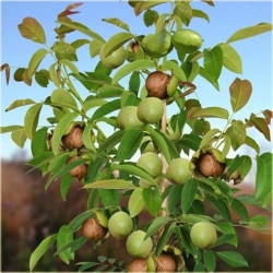 Nasiona Orzech włoski duży szt.2 Nxx594