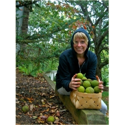 Nasiona Orzech włoski duży szt.2 Nxx594