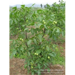 Nasiona Orzech włoski duży szt.2 Nxx594