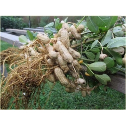 Nasiona Orzechy ziemne czerwone szt.2 Nxx337