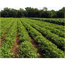 Nasiona Orzechy ziemne czerwone szt.2 Nxx337