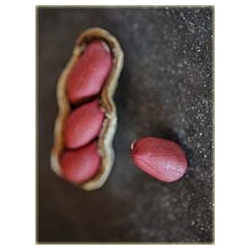 Nasiona Orzechy ziemne czerwone szt.2 Nxx337