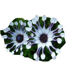 Nasiona Osteospermum biało-niebieskie szt.5 N612