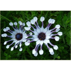 Nasiona Osteospermum biało-nieb szt.5 Nxx612