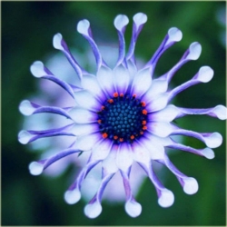 Nasiona Osteospermum biało-nieb szt.5 Nxx612