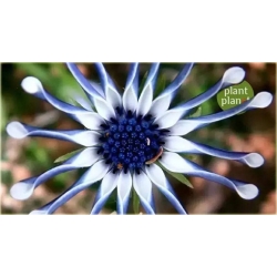 Nasiona Osteospermum biało-nieb szt.5 Nxx612